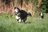 BEARDED COLLIE 398